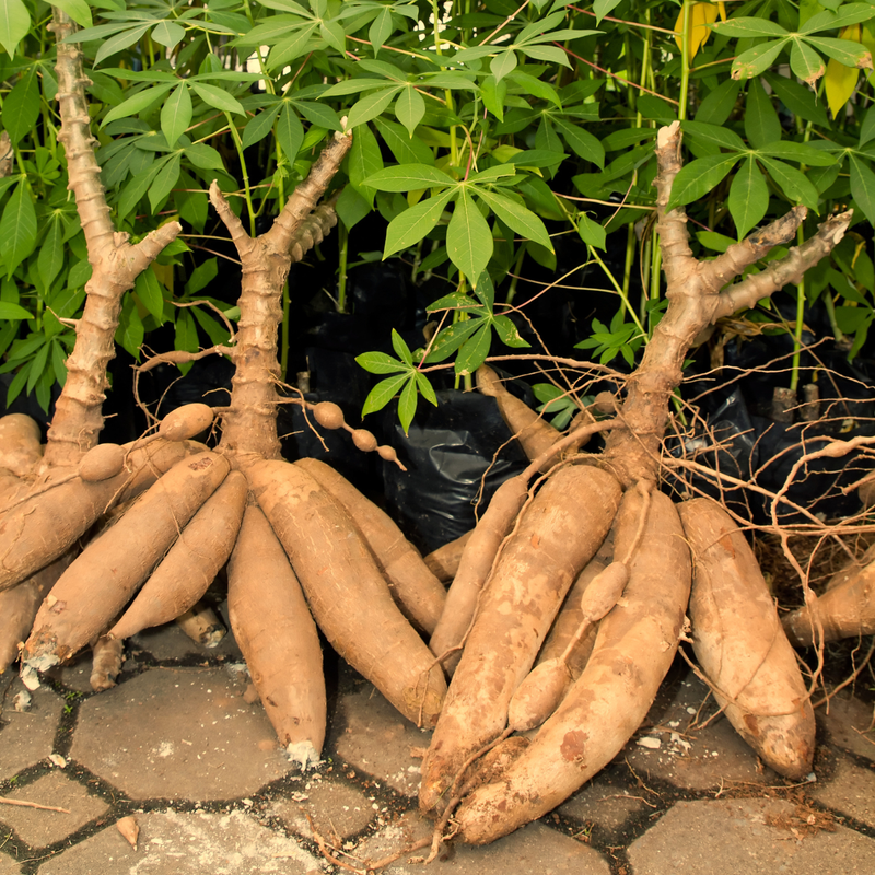 Freshly harvested cassava roots, the source of the tapioca syrup that binds WildBoard clusters